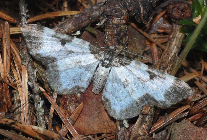 Melanthia alaudaria cf